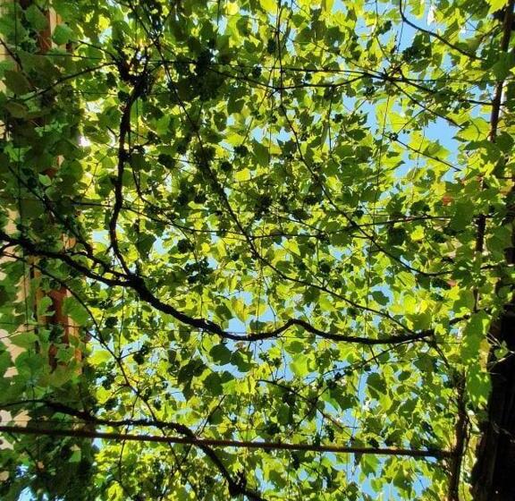 بنسيون Valchid Guest House