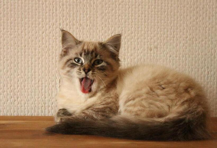 Пансион La Roulotte De La Maison Du Bonheur