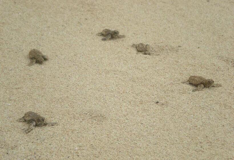 استراحتگاه Ankazoberavina