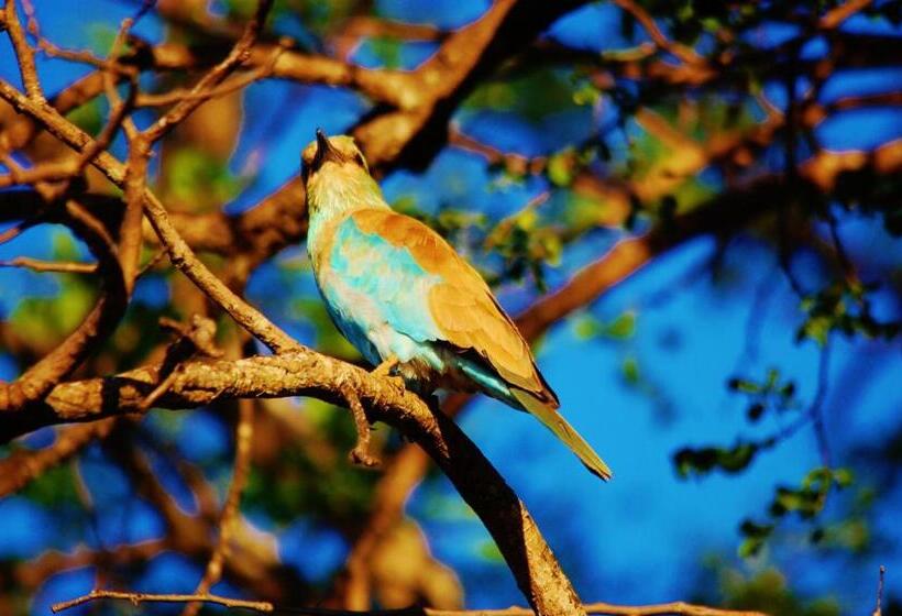 Legend Simba Safari Legend Golf Safari Resort