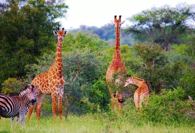 Legend Simba Safari   Legend Golf Safari Resort