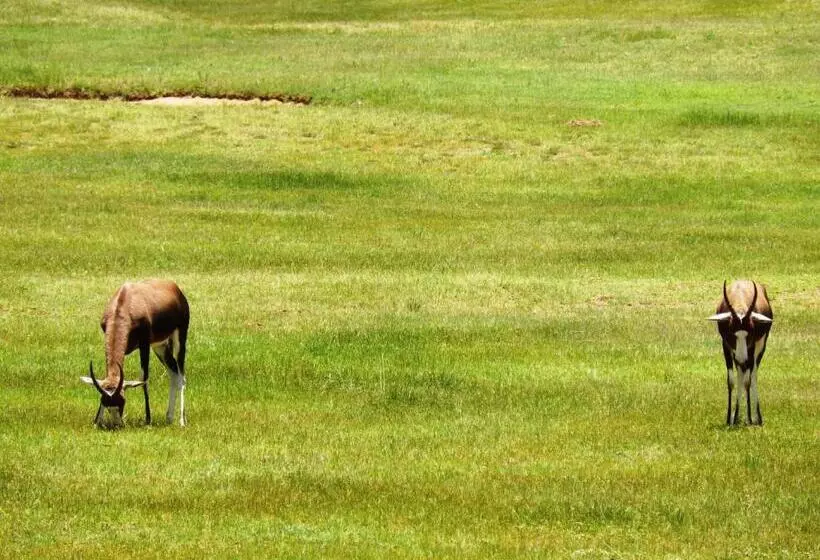 Legend Simba Safari   Legend Golf Safari Resort