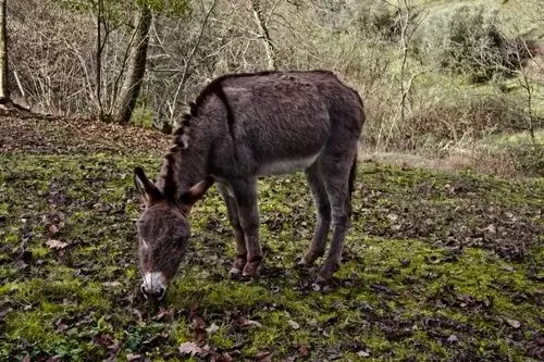 Alpaca Country House