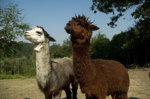Alpaca Country House