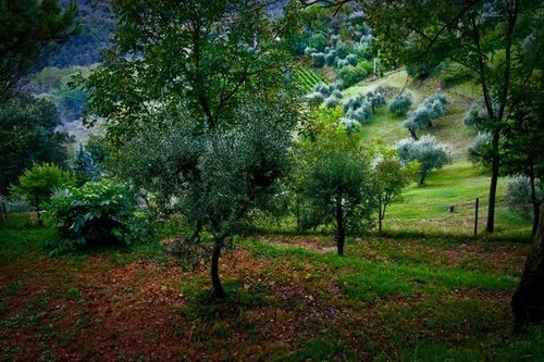 Alpaca Country House