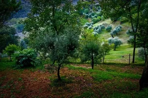 Alpaca Country House