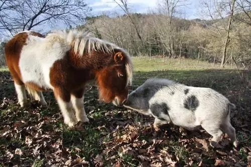 Alpaca Country House
