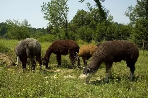 Alpaca Country House