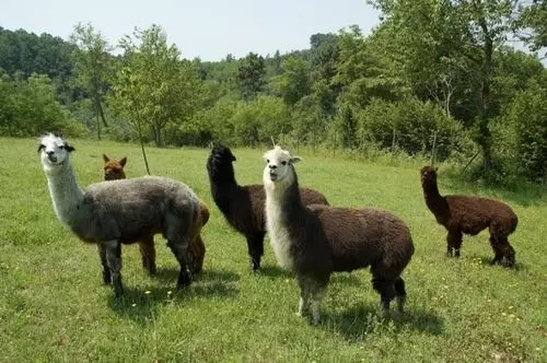 Alpaca Country House