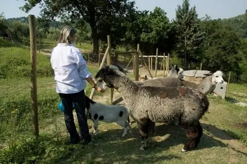 Alpaca Country House