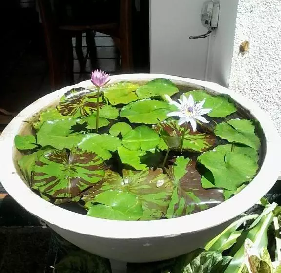 צימר Secret Palace Guest House