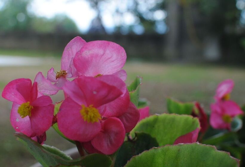 La Locanda Di Adele  Il Giardinetto B&b