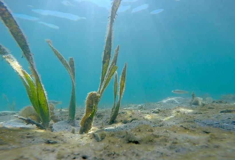 Chindonan Dive And Beach Resort