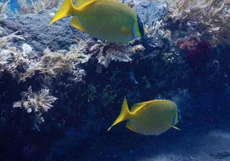 فندق Bondalem Beach Club