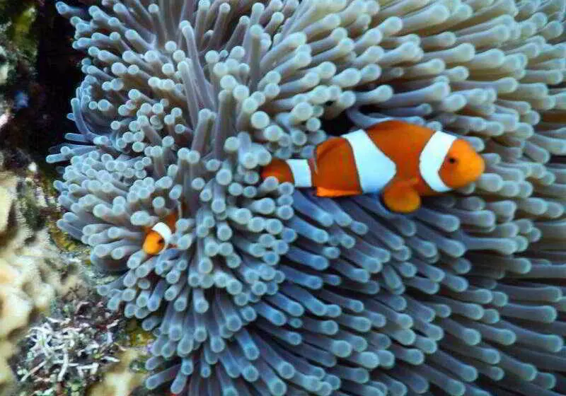 酒店 Bondalem Beach Club