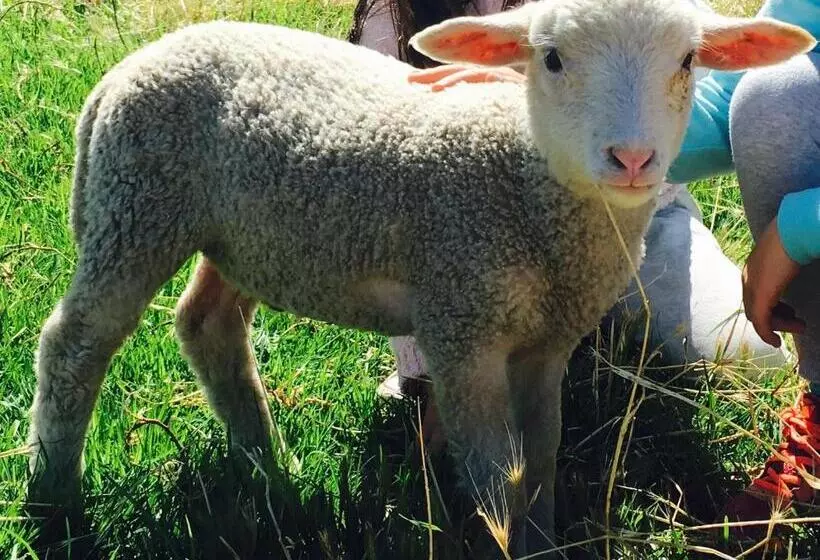 فندق Morella Farmstay