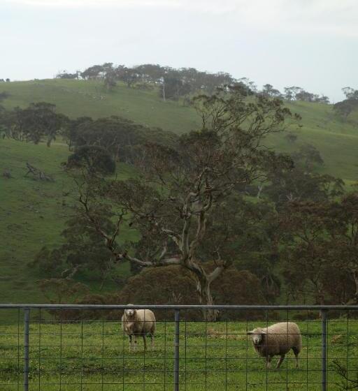 호텔 Morella Farmstay