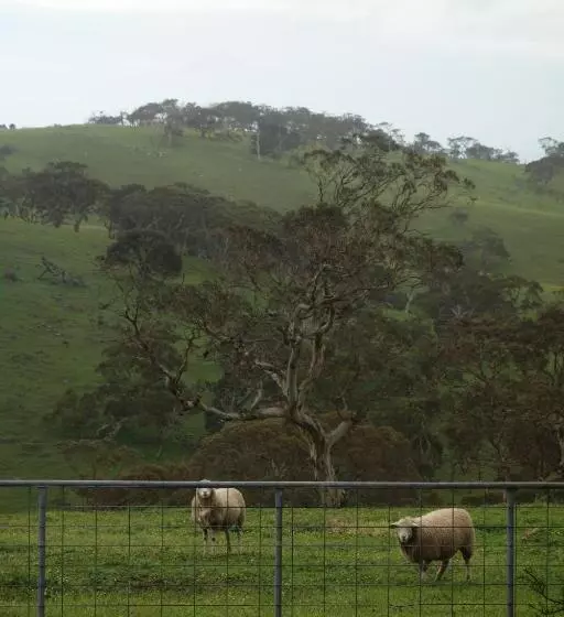 فندق Morella Farmstay