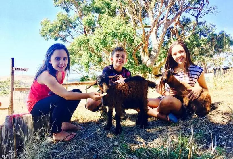 فندق Morella Farmstay