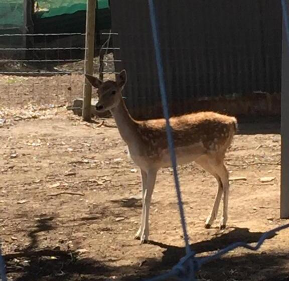 호텔 Morella Farmstay