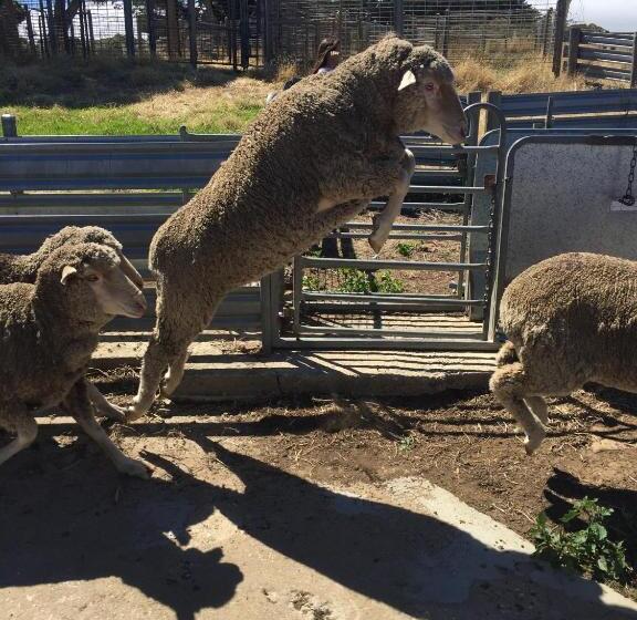 호텔 Morella Farmstay