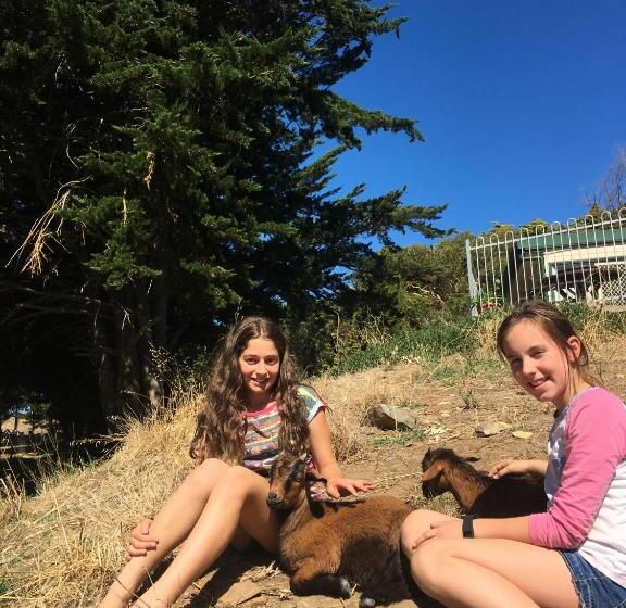 호텔 Morella Farmstay