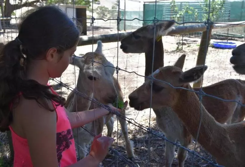 فندق Morella Farmstay