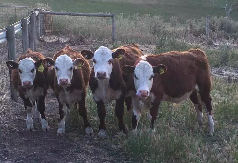 فندق Morella Farmstay