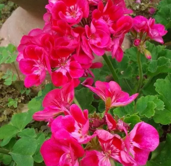 호텔 Agriturismo Martignana Alta