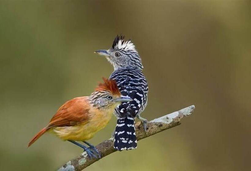 Adventure Eco Villas