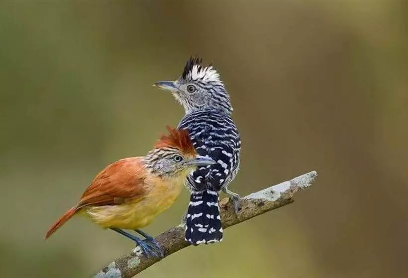 Adventure Eco Villas