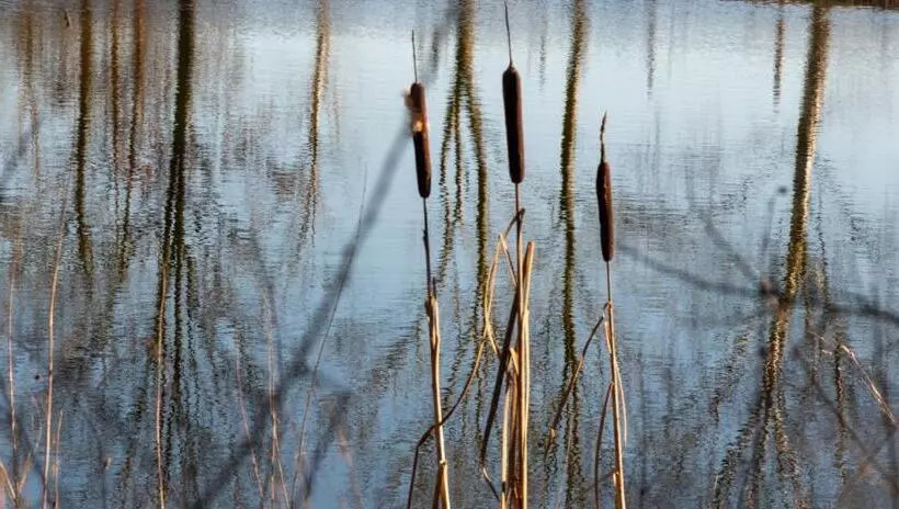Aamiaismajoitus (B&B) Common Farm Motel