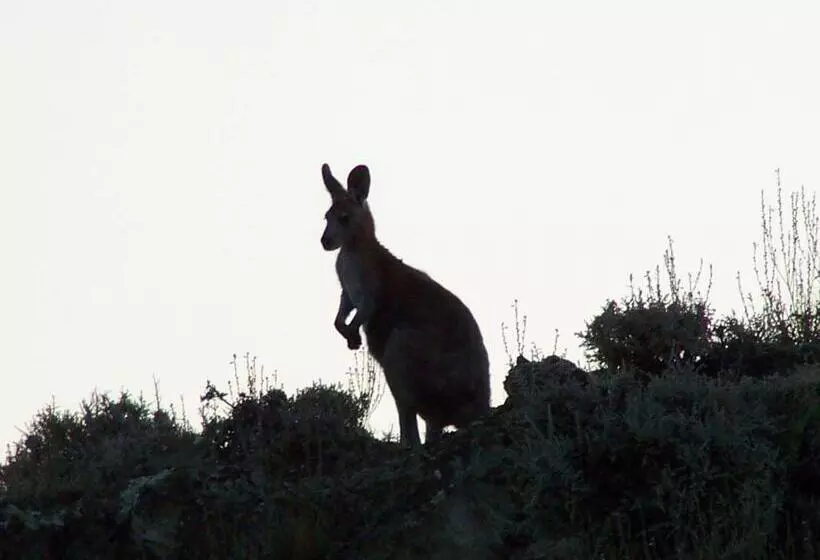 호텔 Burra Motor Inn