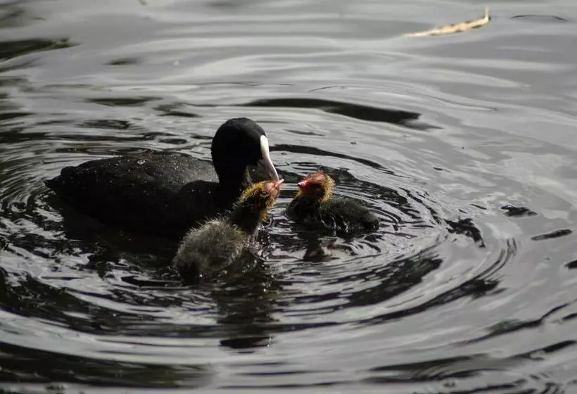 호텔 Burra Motor Inn