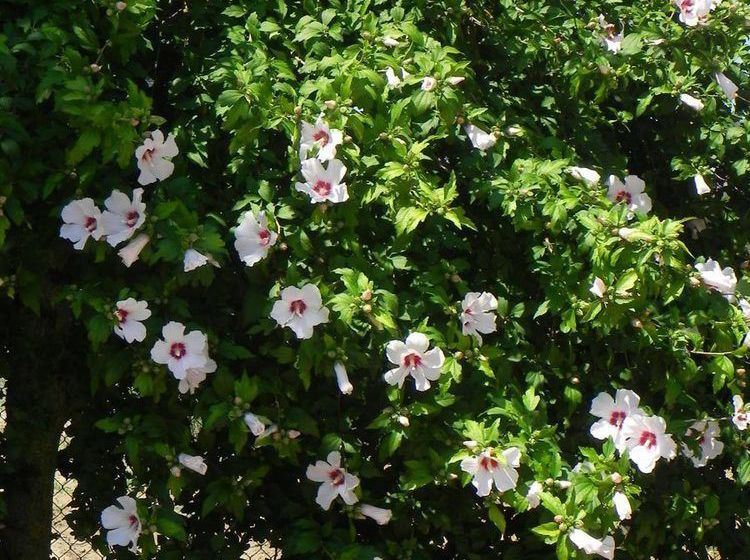 فندق Caterina Residence