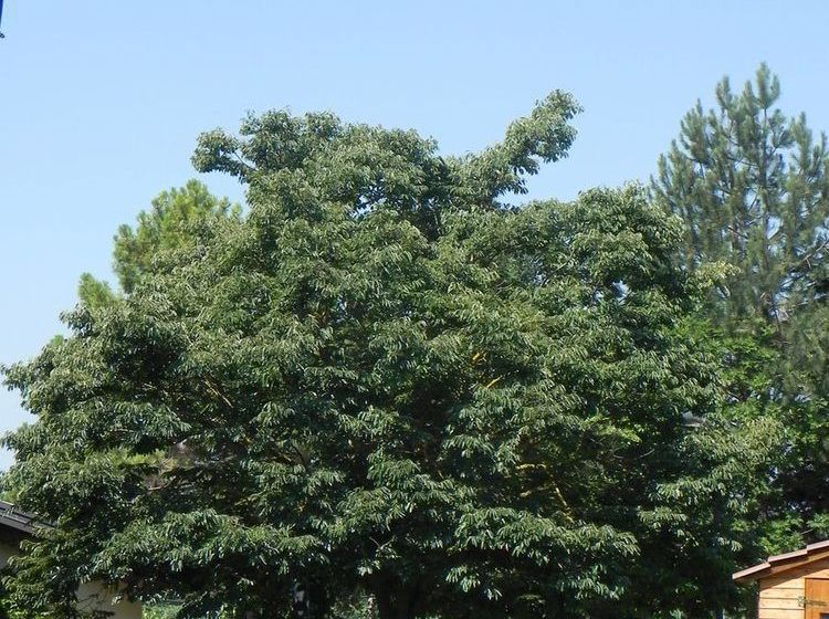 فندق Caterina Residence