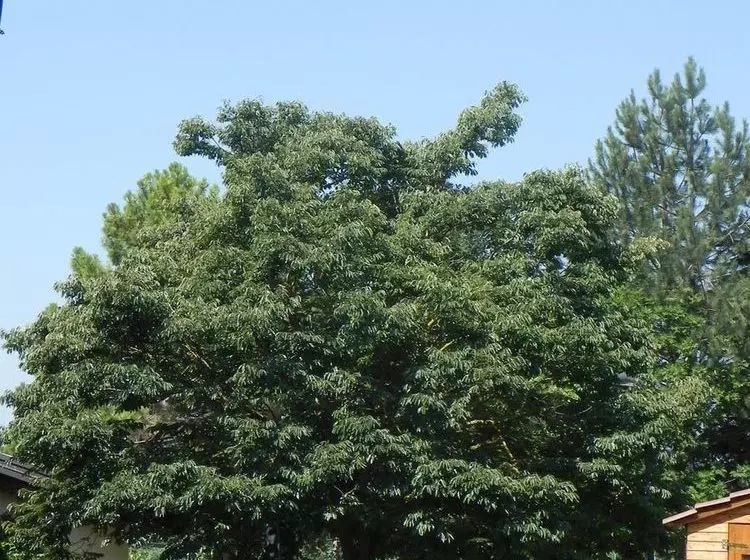 فندق Caterina Residence