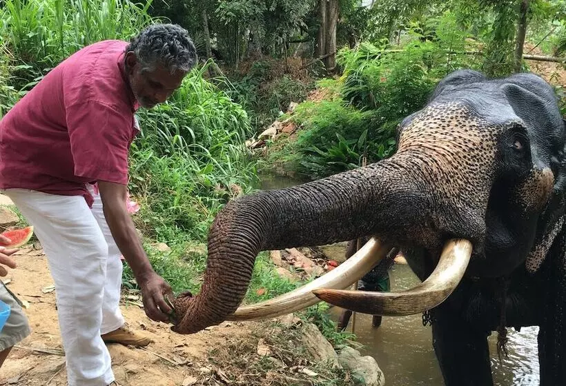 Отель Mango Garden