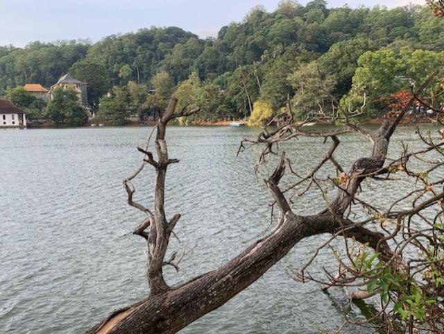 فندق Mango Garden