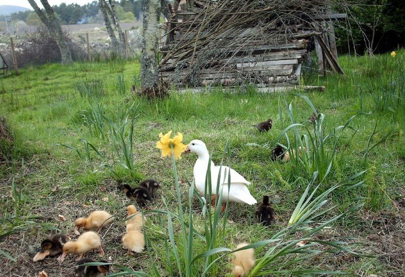 Aamiaismajoitus (B&B) Schiehallion Guest House