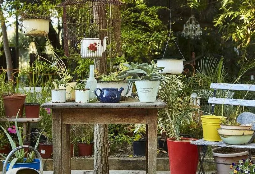 膳宿费 Yellow Aloe