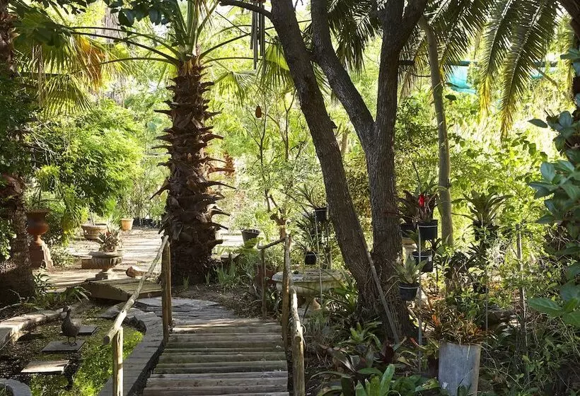 膳宿费 Yellow Aloe