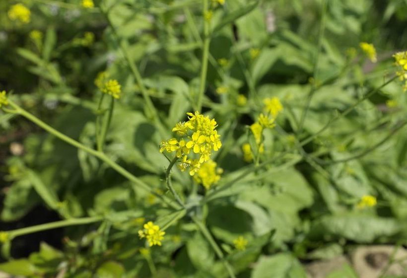 The Clarens Country House