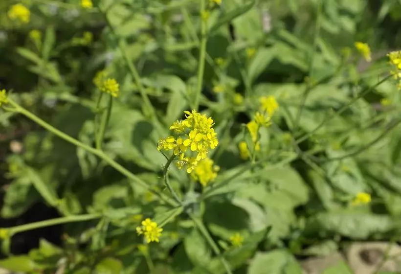 The Clarens Country House