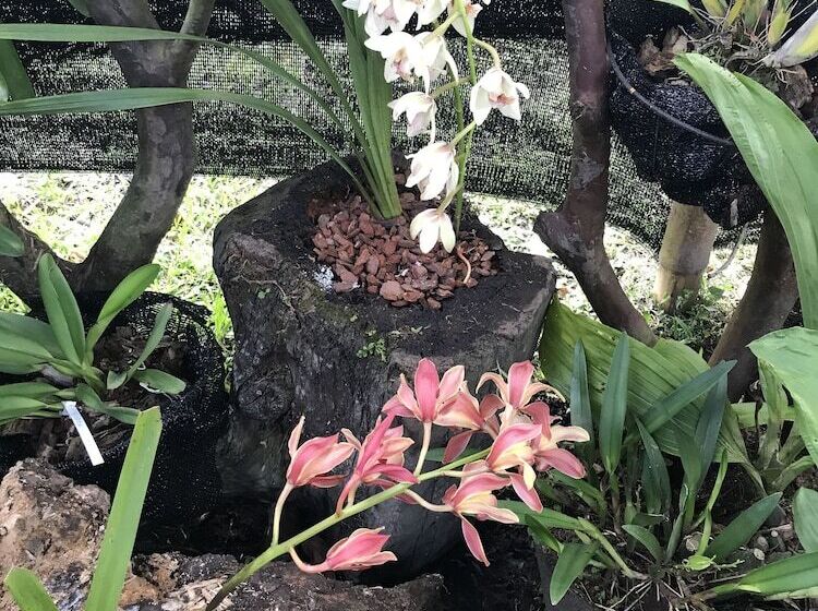 Finca Hotel La Rivera