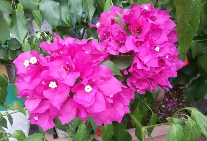 B&b Via Della Grotta