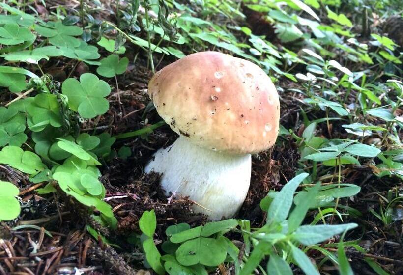 펜션 Gasthaus Oberweissen Hittl