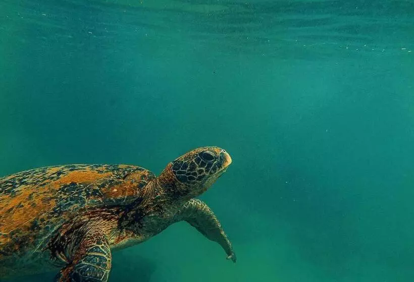 בית מלון כפרי Blue Sky Beach Resort