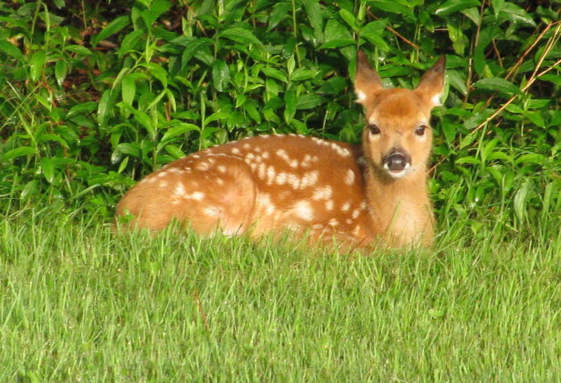 Мотель Sullivan Trail Inn & Suites