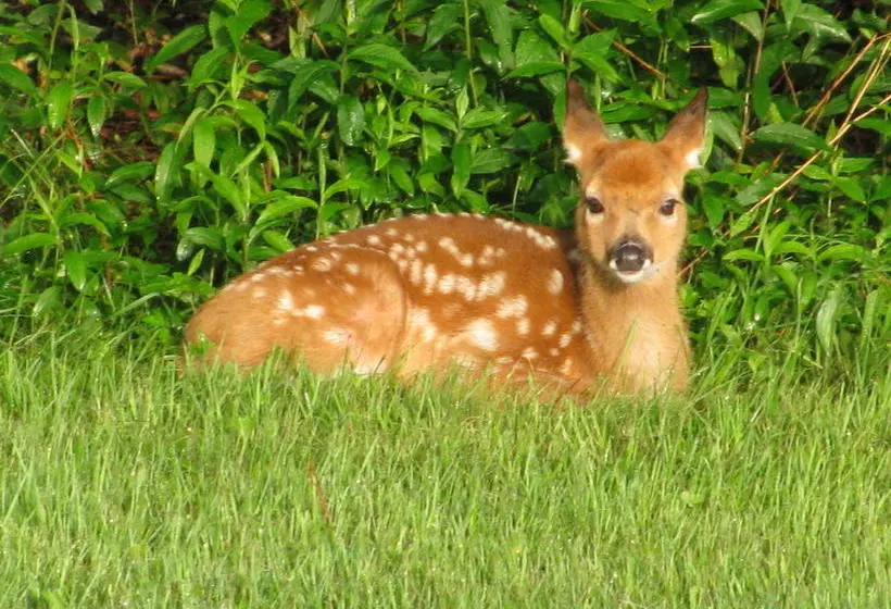 Мотель Sullivan Trail Inn & Suites